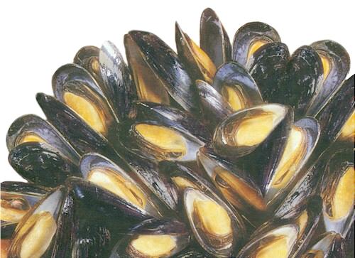 Mussels