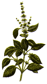 Basil