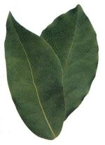 Bay Leaves