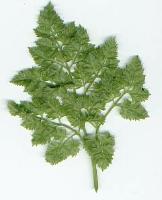 Chervil