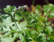 Flowering Coriander.