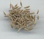 Cumin Fruit (Often Called Seeds)