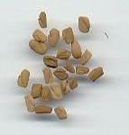 Fenugreek Seeds