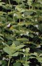 Flowering Lemon Balm Plant