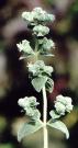 Flowering Marjoram