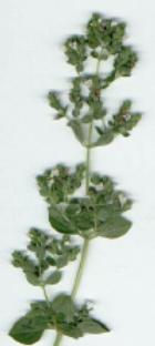 Flowering Oregano Plant