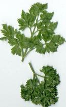 Two Parsley Varieties