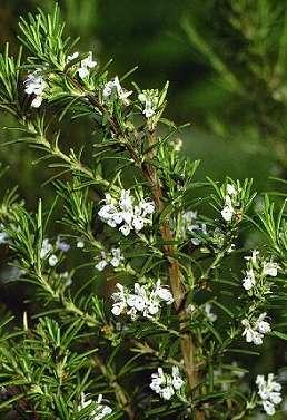 Rosemary in Bloom