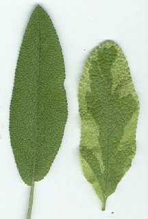 Two varieties of sage.