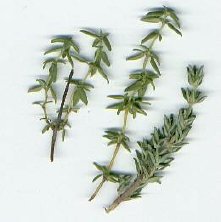 Thyme